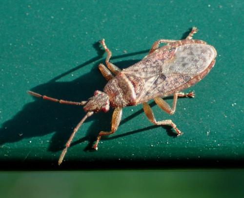 Orsillus sp.
